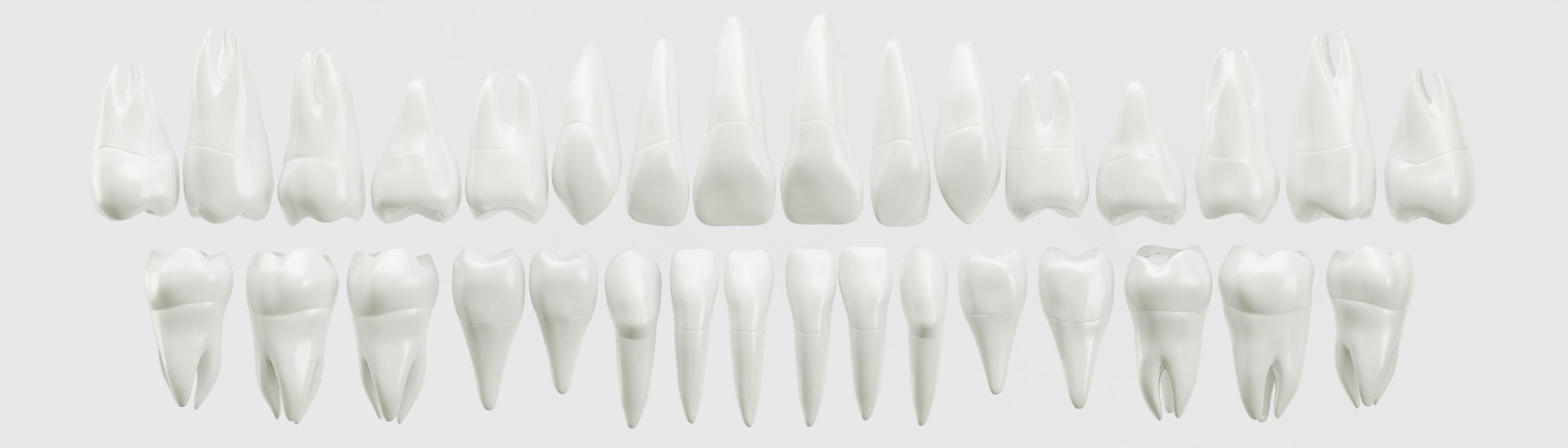 модели зубов демонстрирующая количество каналов требующих лечения