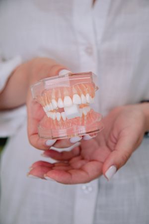 стоматологическая модель зубов